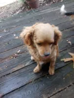 Chicken , a female Cavapoo and Cavalier King Charles Spaniel for sale in Mount Pleasant, SC – 9 of 10