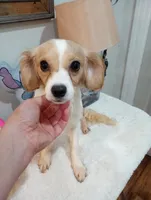 Pearl, a female Cavalier King Charles Spaniel and Chihuahua for sale in Mount Pleasant, SC – 2 of 2