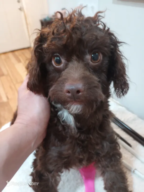 Debbie – Cavapoo puppy for sale in Mount Pleasant, SC