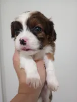 Tamara, a female Cavalier King Charles Spaniel and Shih Tzu for sale in Mount Pleasant, SC – 2 of 4