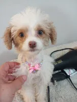 Julia, a female Cavapoo for sale in Mount Pleasant, SC – 2 of 6