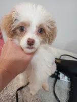 Julia, a female Cavapoo for sale in Mount Pleasant, SC – 5 of 6