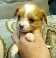 Tommy, a male Cavalier King Charles Spaniel and Shih Tzu for sale in Mount Pleasant, SC – 3 of 6