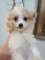 Sally, a female Shihpoo for sale in Mount Pleasant, SC – 3 of 3