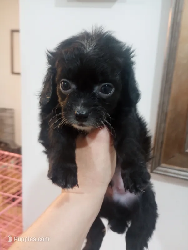 Terrace – Cavalier King Charles Spaniel puppy for sale in Mount Pleasant, SC