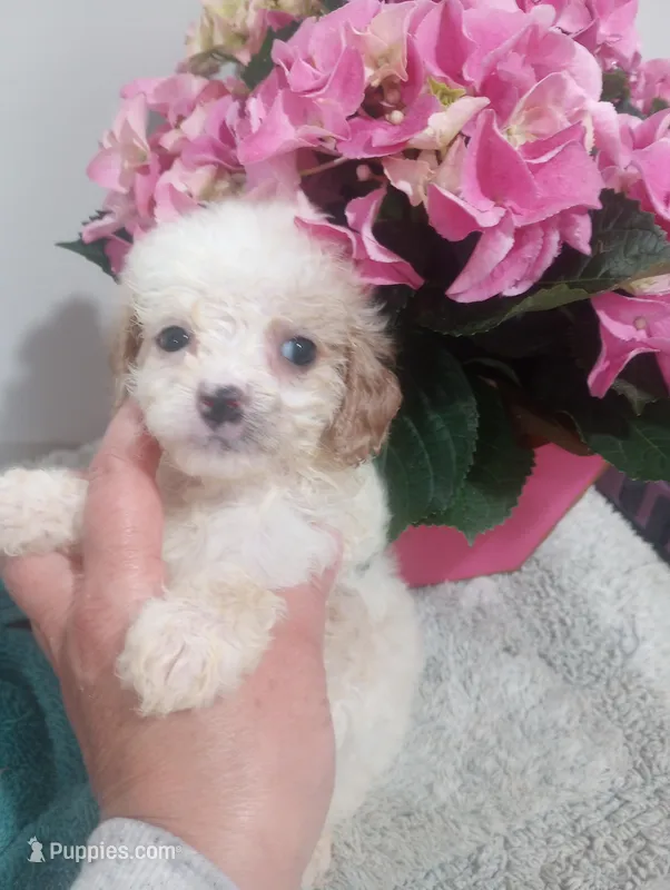 Iris – Cavapoo puppy for sale in Mount Pleasant, SC