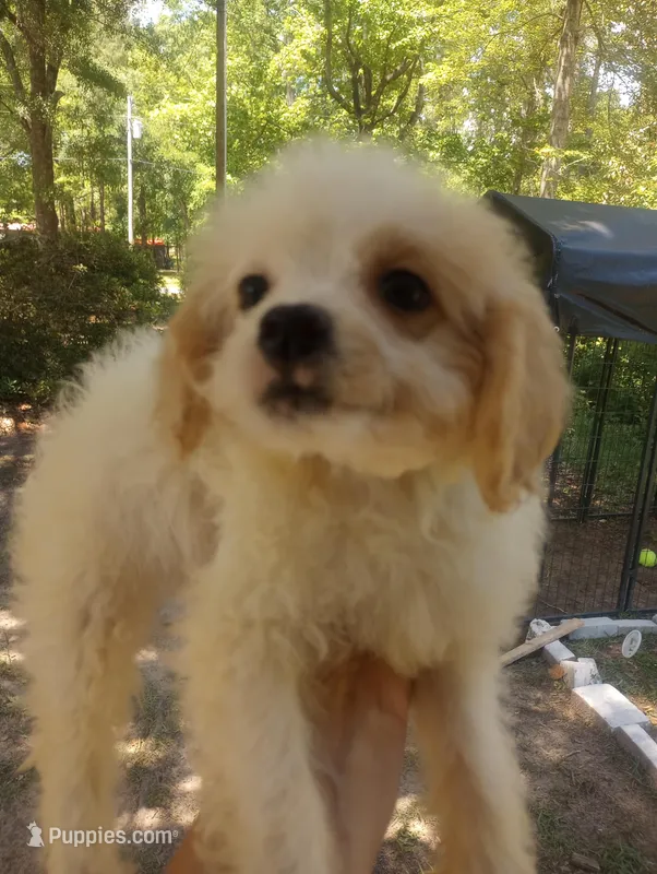 Iris – Cavapoo puppy for sale in Mount Pleasant, SC