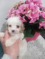 Iris, a female Cavapoo for sale in Mount Pleasant, SC – Photo 2 of 6