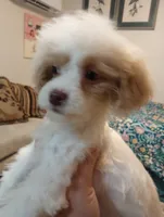 Spring, a female Cavapoo for sale in Mount Pleasant, SC – 10 of 10