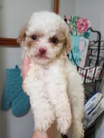 Spring, a female Cavapoo for sale in Mount Pleasant, SC – Photo 2 of 3