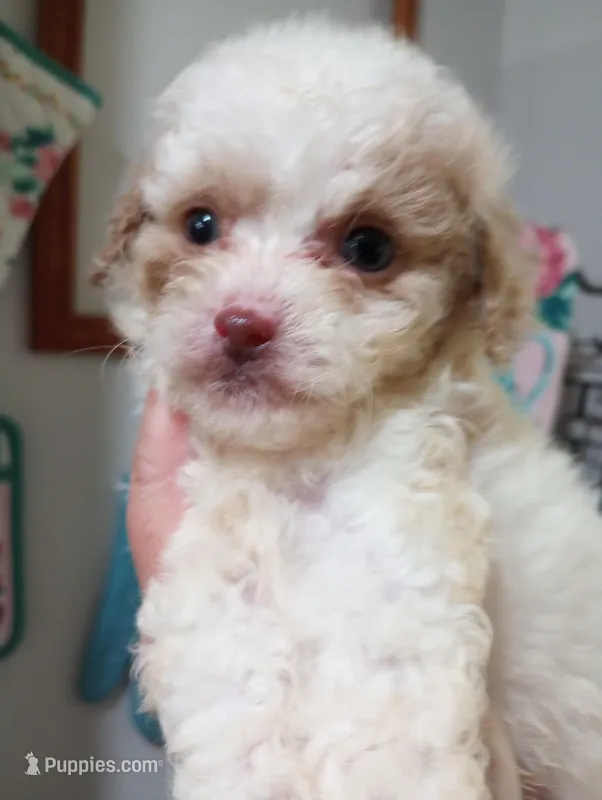Spring – Cavapoo puppy for sale in Mount Pleasant, SC