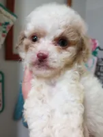 Spring, a female Cavapoo for sale in Mount Pleasant, SC – Photo 1 of 3