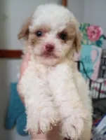 Spring, a female Cavapoo for sale in Mount Pleasant, SC – Photo 3 of 3