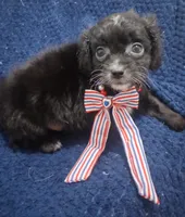 Terrace, a male Cavapoo for sale in Mount Pleasant, SC – 2 of 7