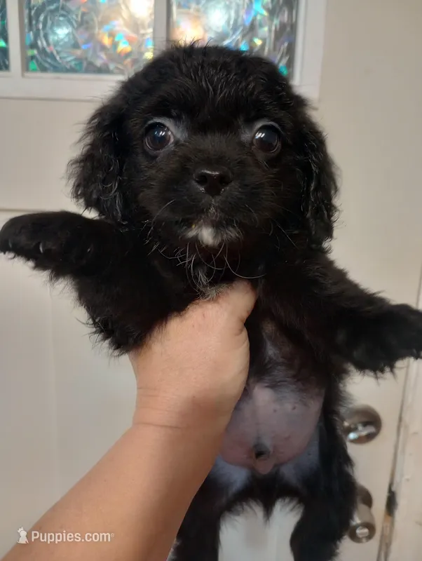 Cole, a male Cavapoo for sale in Mount Pleasant, SC – Photo 1 of 2