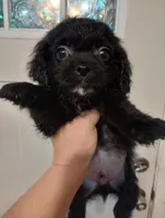 Cole, a male Cavapoo for sale in Mount Pleasant, SC – Photo 1 of 2