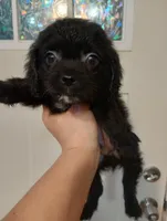Cole, a male Cavapoo for sale in Mount Pleasant, SC – Photo 2 of 2
