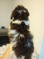 Melody , a female Shihpoo for sale in Mount Pleasant, SC – 7 of 7