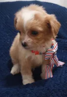 Tommy, a male Cavapoo and Cavalier King Charles Spaniel for sale in Mount Pleasant, SC – 3 of 10