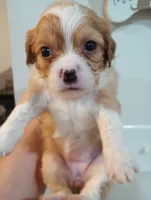 Tally, a female Cavalier King Charles Spaniel and Shih Tzu for sale in Mount Pleasant, SC – 5 of 8