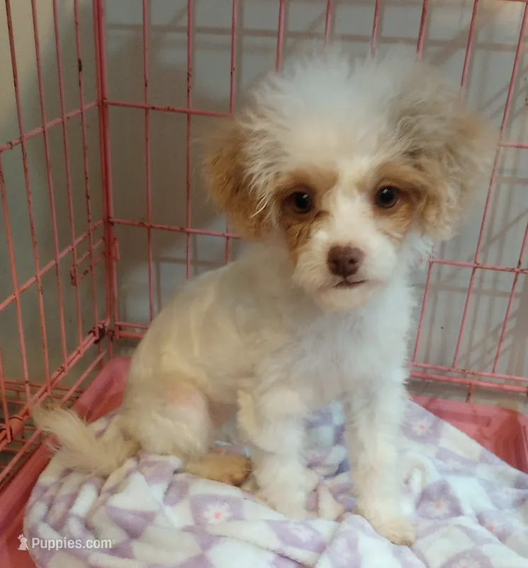 Julia – Cavapoo puppy for sale in Mount Pleasant, SC