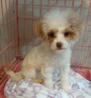 Spring, a female Cavapoo for sale in Mount Pleasant, SC – 1 of 10