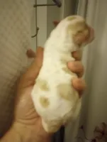 Male, a male Cavapoo for sale in Mount Pleasant, SC – Photo 2 of 5