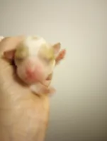 Male, a male Cavapoo for sale in Mount Pleasant, SC – Photo 1 of 5