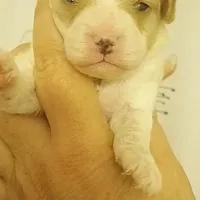 Male, a male Cavapoo for sale in Mount Pleasant, SC – Photo 1 of 3