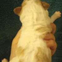 Male, a male Cavapoo for sale in Mount Pleasant, SC – Photo 3 of 3