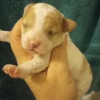 Male, a male Cavapoo for sale in Mount Pleasant, SC – Photo 2 of 3