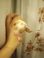 Male, a male Cavapoo for sale in Mount Pleasant, SC – Photo 3 of 5