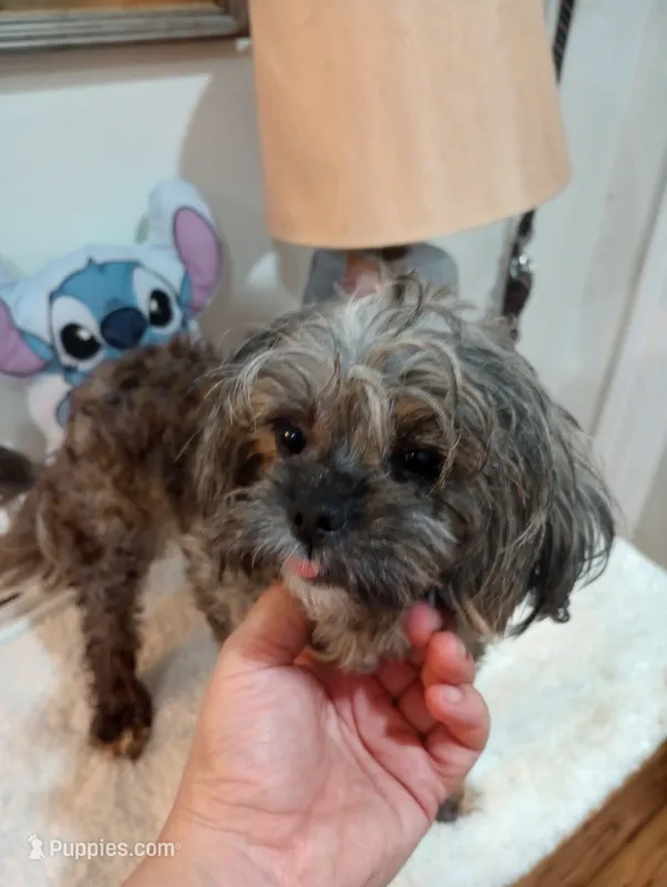 Jellybeans  – Shihpoo puppy for sale in Mount Pleasant, SC