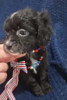Terrace, a male Cavapoo for sale in Mount Pleasant, SC – 3 of 7