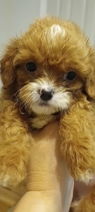 Ruby, a female Cavapoo for sale in Mount Pleasant, SC – 4 of 4