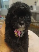 Ebony, a female Cavapoo for sale in Mount Pleasant, SC – 5 of 8