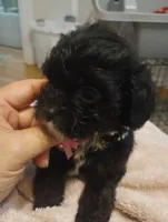 Ebony, a female Cavapoo for sale in Mount Pleasant, SC – 7 of 8