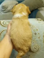 Tommy, a male Cavalier King Charles Spaniel and Shih Tzu for sale in Mount Pleasant, SC – 5 of 6