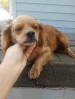Chicken , a female Cavapoo and Cavalier King Charles Spaniel for sale in Mount Pleasant, SC – 4 of 10