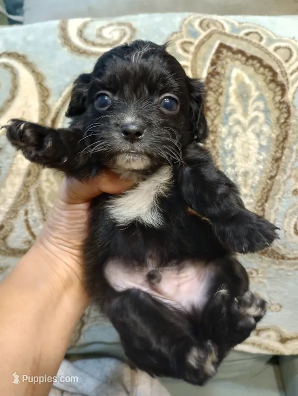 Terrace – Cavalier King Charles Spaniel puppy for sale in Mount Pleasant, SC