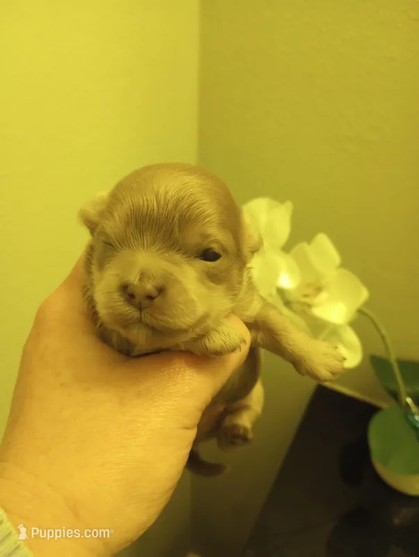 Shandy  – Shihpoo puppy for sale in Mount Pleasant, SC