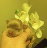 Shandy , a male Shihpoo for sale in Mount Pleasant, SC – Photo 2 of 2