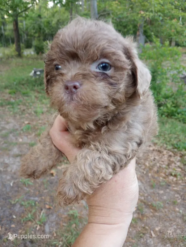 Shandy  – Shihpoo puppy for sale in Mount Pleasant, SC