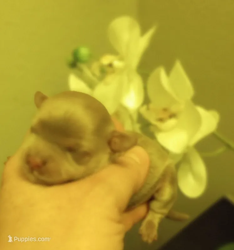 Shandy , a male Shihpoo for sale in Mount Pleasant, SC – Photo 1 of 2