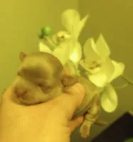 Shandy , a male Shihpoo for sale in Mount Pleasant, SC – Photo 1 of 2