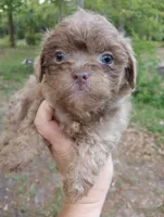 Shandy , a male Shihpoo for sale in Mount Pleasant, SC – Photo 3 of 5