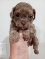 Shandy , a male Shihpoo for sale in Mount Pleasant, SC – Photo 4 of 5