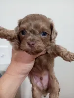 Shandy , a male Shihpoo for sale in Mount Pleasant, SC – Photo 5 of 5