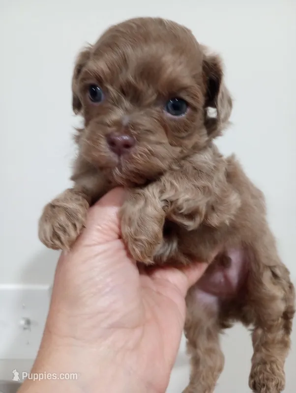 Shandy  – Shihpoo puppy for sale in Mount Pleasant, SC