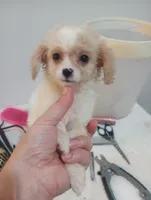 Mimi, a female Cavapoo for sale in Mount Pleasant, SC – 5 of 6